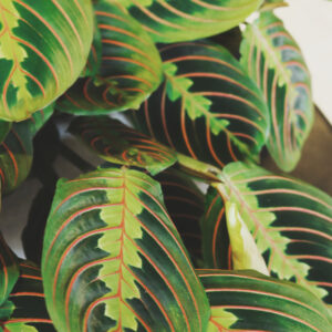 Plant name 1